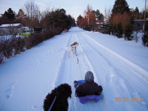 Slædehunde på tur i sneen