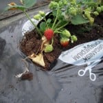 Årets første selvdyrkede økologiske jordbær