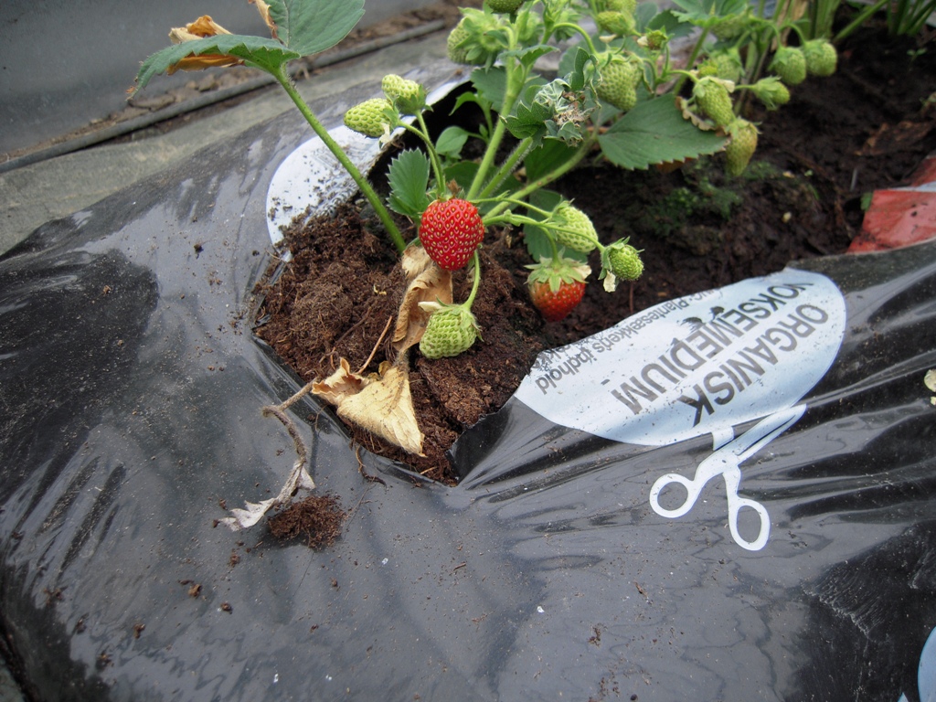 Årets første selvdyrkede økologiske jordbær